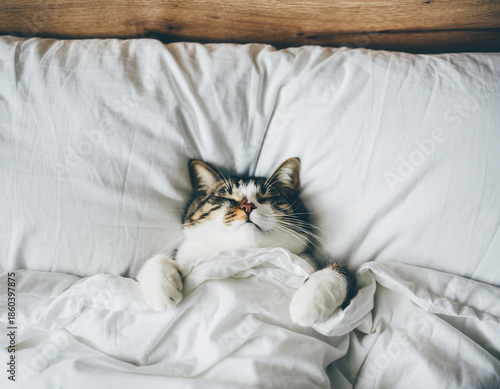 Black and white cat sleeping in bed under white duvet, overhead