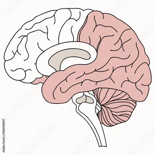 A detailed illustration of the human brain showcasing the cerebral cortex and its distinct lobe coloration for clarity