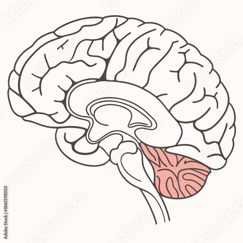 A detailed illustration of a human brain showcasing its complex structure and emphasizing the cerebellum in pink