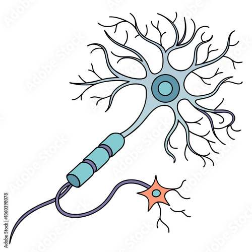A detailed illustration showcases a neuron with its branching dendrites axon and synapse highlighting neural communication