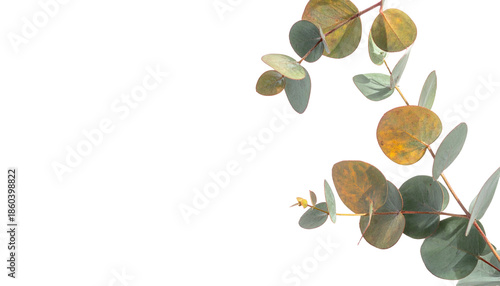 Eucalyptus branch with round leaves, greens & tans, curving on a black background