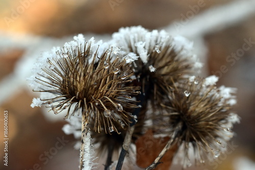 Nahaufnahme von frostbedeckten Kletten