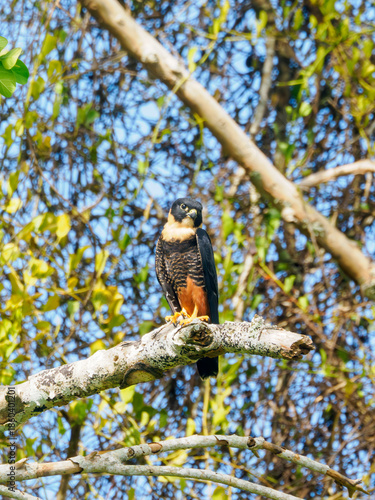 Faucon des chauves-souris (Falco rufigularis) sur une branche dans la jungle mexicaine sur le site de Becan