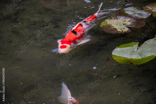 Tableau sur toile Colorful koi fish swimming beneath lily pads in a garden pond
睡蓮の葉の下を泳ぐ色鮮やかな錦鯉