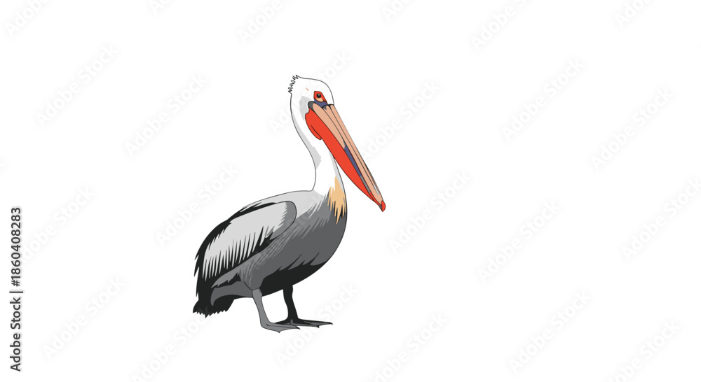 Obraz premium Detailed illustration of a majestic pelican standing, showcasing its distinctive large beak and throat pouch, isolated on white.