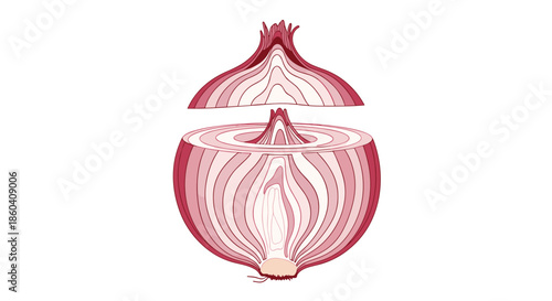 A detailed cross-section of a single red onion, precisely cut in half horizontally, revealing its intricate concentric layers and natural texture.