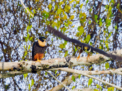 Un faucon des chauves-souris (Falco rufigularis) prend son envol dans la jungle mexicaine sur le site de Becan