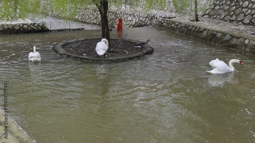 White Swans and Duck Birds at Water Pond With Small Island Animals