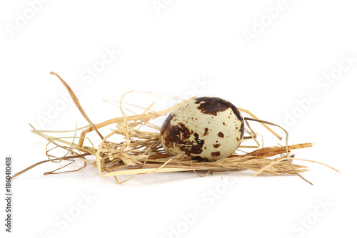 Quail egg on straw isolated on white background. Natural patterned farm quail egg in hay.