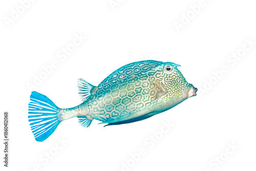 Acanthostracion Quadricornis Scrawled Cowfish Side View