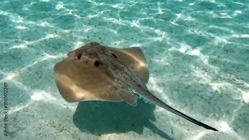 A stingray glides gracefully beneath the crystal clear water. The sun illuminates the sand and water. The aquatic creature is a beautiful spectacle