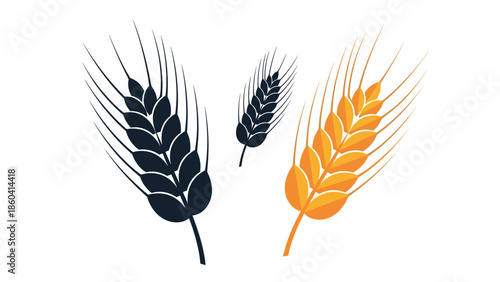 Comparison of black and gold wheat stalks on a white background signifying harvest grain production and organic farming.