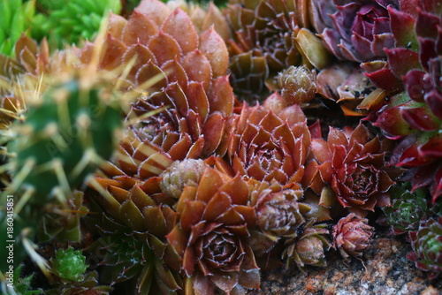 rojnik Gollum sempervivum brązowy rusy skalniak