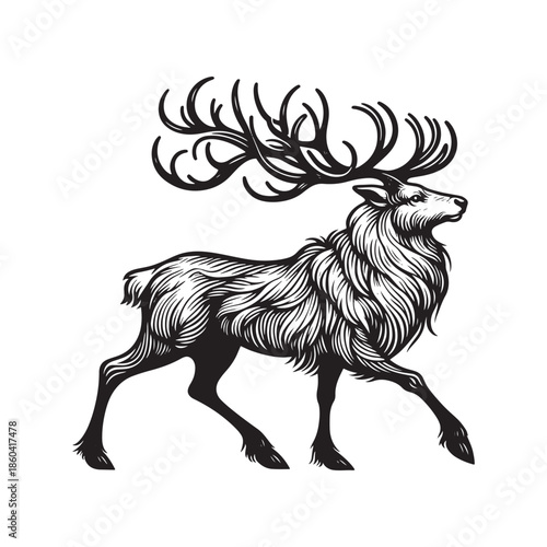 Majestic reindeer with large antlers walking
