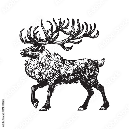 Majestic reindeer with large antlers walking