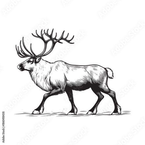 Majestic reindeer with large antlers walking
