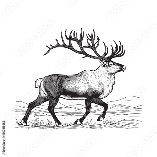 Majestic reindeer with large antlers walking