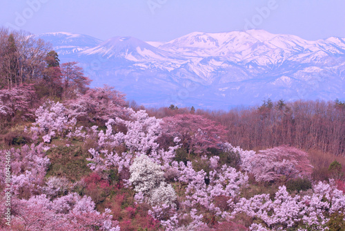 福島市　花見山公園