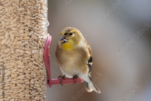 American Goldfinch ((Spinus tristis) eating Sunflower Seeds from Bird feeder in winter