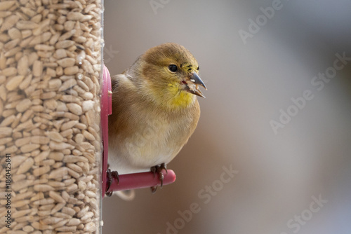 American Goldfinch Feeding at Birdfeeder filled with Sunflower Seeds in Winter