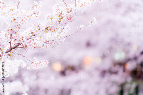 満開の桜の花
