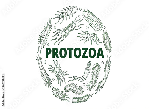 Protozoa microorganism illustration