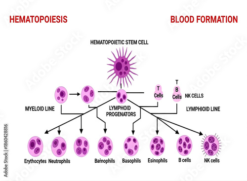 Hematopoiesis Diagram of Human Blood Cell Formation and Development