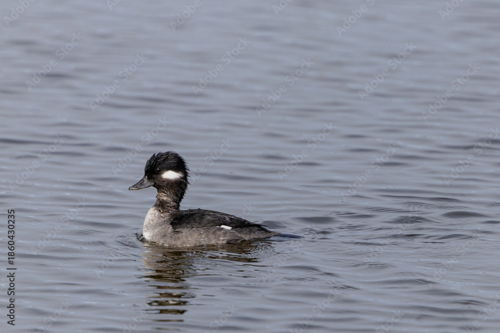 Obraz premium Isolated bufflehead swimming on water