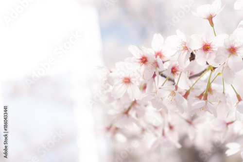 ビル群と桜の花のクローズアップ
