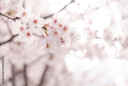 満開の桜と桜の花のクローズアップ