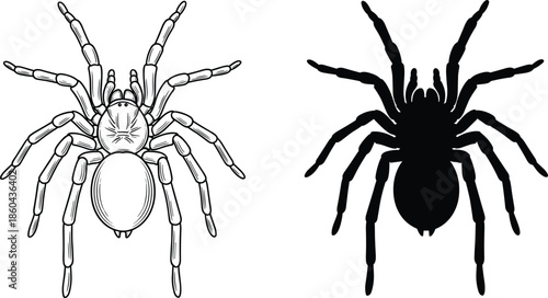 Tarantula Spider Vector Set with Detailed Line Art and Solid Black Silhouette Icons