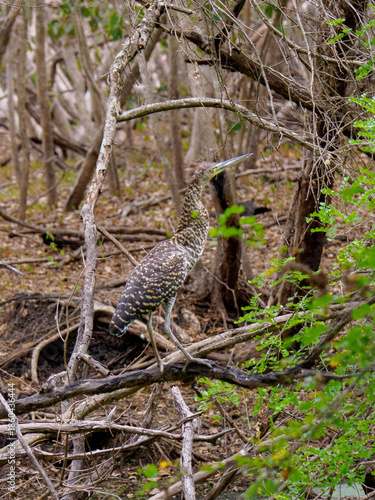 Honoré du Mexique dans la jungle de Calakmul
