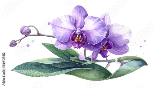 Watercolor illustration of delicate orchid blooms with purple petals and green leaves