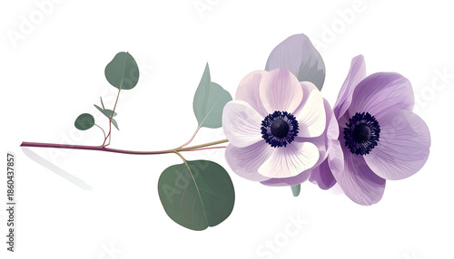 Digital image of anemone flowers with eucalyptus branches on a transparent background