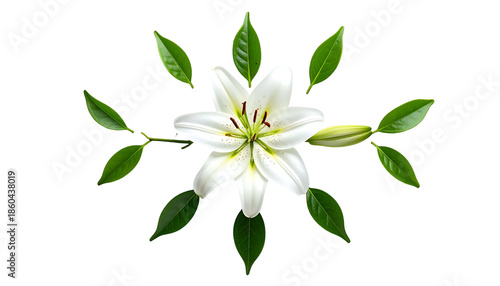 A delicate white flower, surrounded by green leaves on a black background