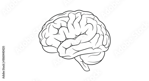 Detailed black and white line drawing of a human brain showing the cerebral cortex and cerebellum against a clean white background.