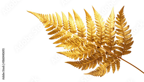 A golden fern leaf, isolated against a solid black background, showcasing intricate details