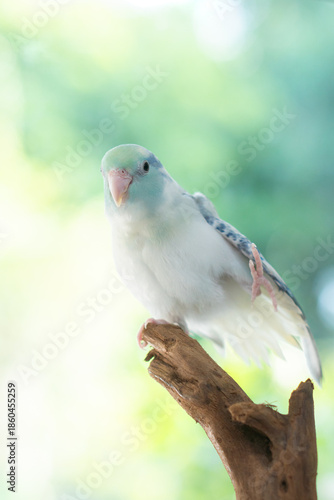 Cute Blue Pastel Pacific Parrotlet standing on one leg on a wooden branch with green nature background.