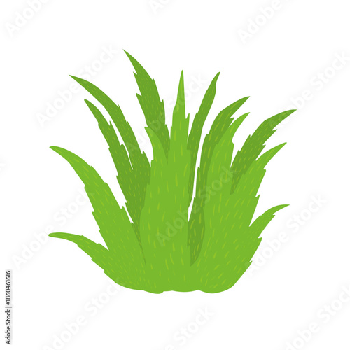 Green aloe vera plant illustration. Herbal plant. Aloe vera flat design. Aloe vera plant vector. Aloe vera skincare