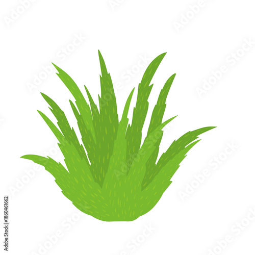 Green aloe vera plant illustration. Herbal plant. Aloe vera flat design. Aloe vera plant vector. Aloe vera skincare