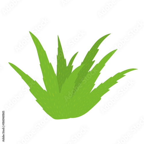 Green aloe vera plant illustration. Herbal plant. Aloe vera flat design. Aloe vera plant vector. Aloe vera skincare