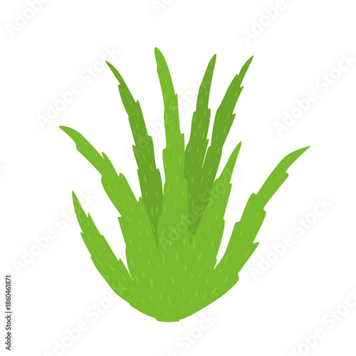 Green aloe vera plant illustration. Herbal plant. Aloe vera flat design. Aloe vera plant vector. Aloe vera skincare