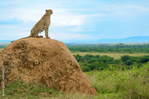 Cheetah on a termite mound hill