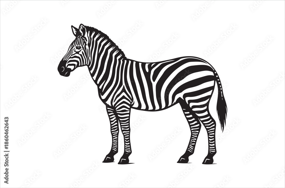 Obraz premium A striking black and white illustration depicts a zebra in profile view