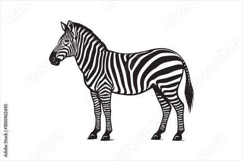 A striking black and white illustration depicts a zebra in profile view