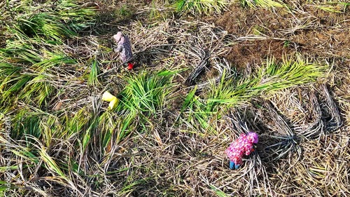 Wallpaper Mural Farmers Cutting Sugarcane in Winter, Aerial and Ground Views, Guangxi Countryside Torontodigital.ca