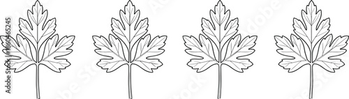 Detailed Outline Vector Icon Set Featuring Fresh Parsley or Cilantro Leaves for Culinary Garnish and Botanical Retail Branding