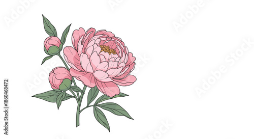 Beautiful hand drawn sketch of a large pink peony flower with green leaves and buds on a white background for floral design.