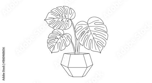 Potted monstera plant sketch featuring large characteristic leaves in a geometric white ceramic planter for a trendy minimalist botanical look.