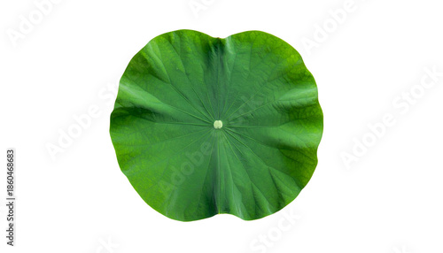 A vibrant, top-down view of a large, circular green lotus leaf on a stark black background